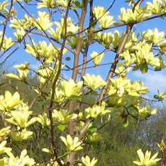 Magnolia  acuminata 'Butterflies' Cucumbertree Magnolia