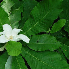 Magnolia macrophylla Bigleaf Magnolia