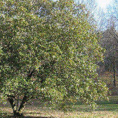 Magnolia virginiana 'Henry Hicks' Sweetbay