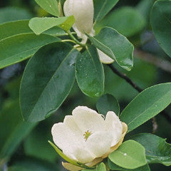 Magnolia virginiana Sweetbay
