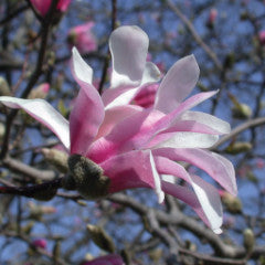 Magnolia x loebneri 'Leonard Messel' Loebner Magnolia