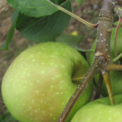 Malus 'Newtown Pippin' Apple