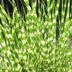 Miscanthus 'Little Zebra' Dwarf Maiden Grass