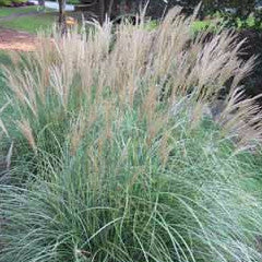 Miscanthus sinensis 'Adagio' Maiden Grass