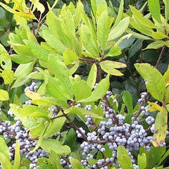 Myrica pensylvanica Northern Bayberry