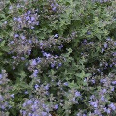 Nepeta faassenii 'Cat's Meow' Catmint