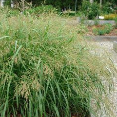 Panicum virgatum 'Cape Breeze' Compact Switch Grass