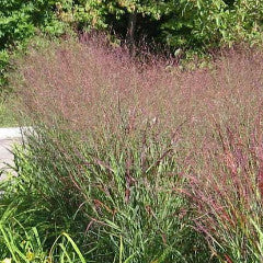 Panicum virgatum 'Ruby Ribbons' Red Switch Grass
