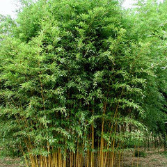 Phyllostachys aureosulcata Golden Groove Bamboo