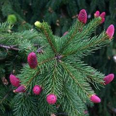 Picea abies 'Acrocona' Red Cone Norway Spruce