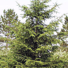 Picea abies Norway Spruce