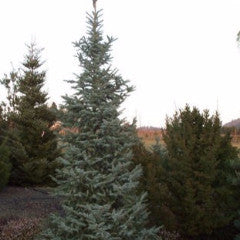 Picea omorika 'Bruns' Serbian spruce