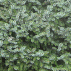 Picea omorika 'Nana' Dwarf Serbian Spruce