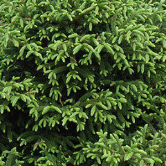 Picea orientalis 'Nigra Compacta' Oriental Spruce
