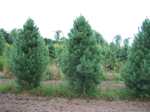 Pinus strobus 'Fastigiata' Columnar White Pine