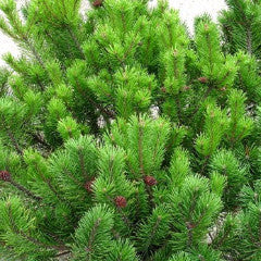 Pinus mugo v. pumilio Dwarf Mountain Pine