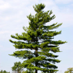 Pinus strobus Eastern White Pine