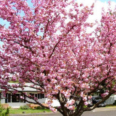 Prunus serrulata 'Kwanzan' Double Pink Japanese Flowering Cherry