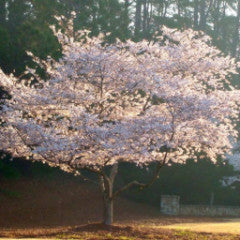 Prunus x yeodensis Yoshino Cherry