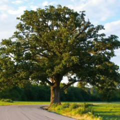 Quercus macrocarpa Bur Oak