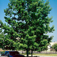 Quercus shumardii Shumard Oak