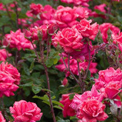 Rosa Knock Out® Rose