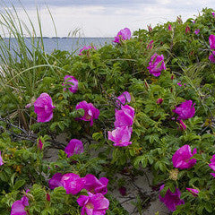 Rosa rugosa 'Purple Pavement' Beach Tomato or Salt Spray Rose