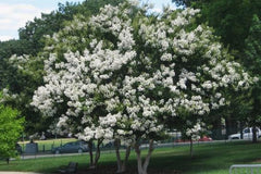 Lagerstroemia 'Sarah's Favorite' White Hardy Crapemyrtle