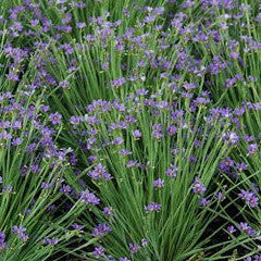 Sisyrinchium angustifolium 'Lucerne' Blue Eyed Grass
