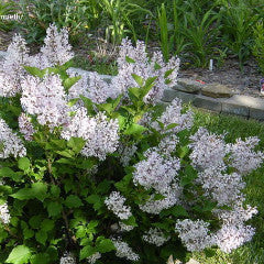 Syringa pubescens subsp. patula 'Miss Kim' Lilac