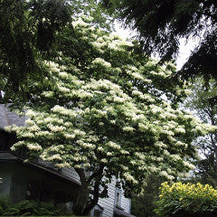 Syringa reticulata 'Ivory Silk' Japanese Tree Lilac