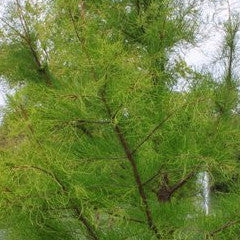 Taxodium ascendens 'Debonair' Pond Cypress