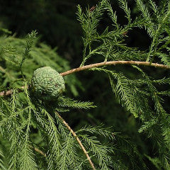 Taxodium distichum Bald Cypress
