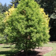 Taxodium distichum 'Green Whisper' Bald Cypress