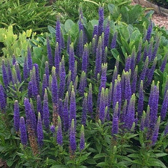 Veronica spicata 'Glory' Royal Candles Compact Speedwell
