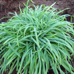 Carex laxiculmis 'Hobb' Bunny Blue® Sedge