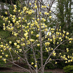 Magnolia x 'Butterflies' Magnolia