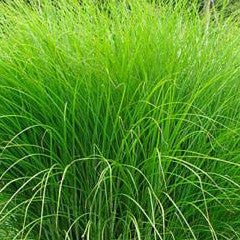 Miscanthus sinensis 'Gracillimus' Maiden Grass