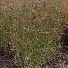 Panicum virgatum Switch Grass