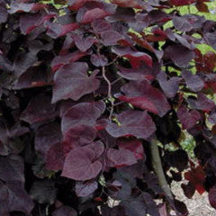 Cercis canadensis 'Ruby Falls' Weeping Redbud